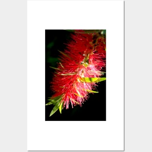 Red Callistemon Posters and Art